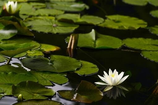 🏞️ 쇼난호 비오파크(쇼난코 비오파크)